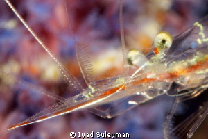 Portrait of Shrimp by Iyad Suleyman 